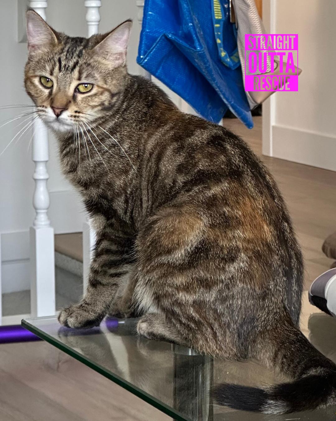 Minnow - New Bio and Photos*, an adoptable Tabby in Vancouver, BC, V6K 1P8 | Photo Image 5