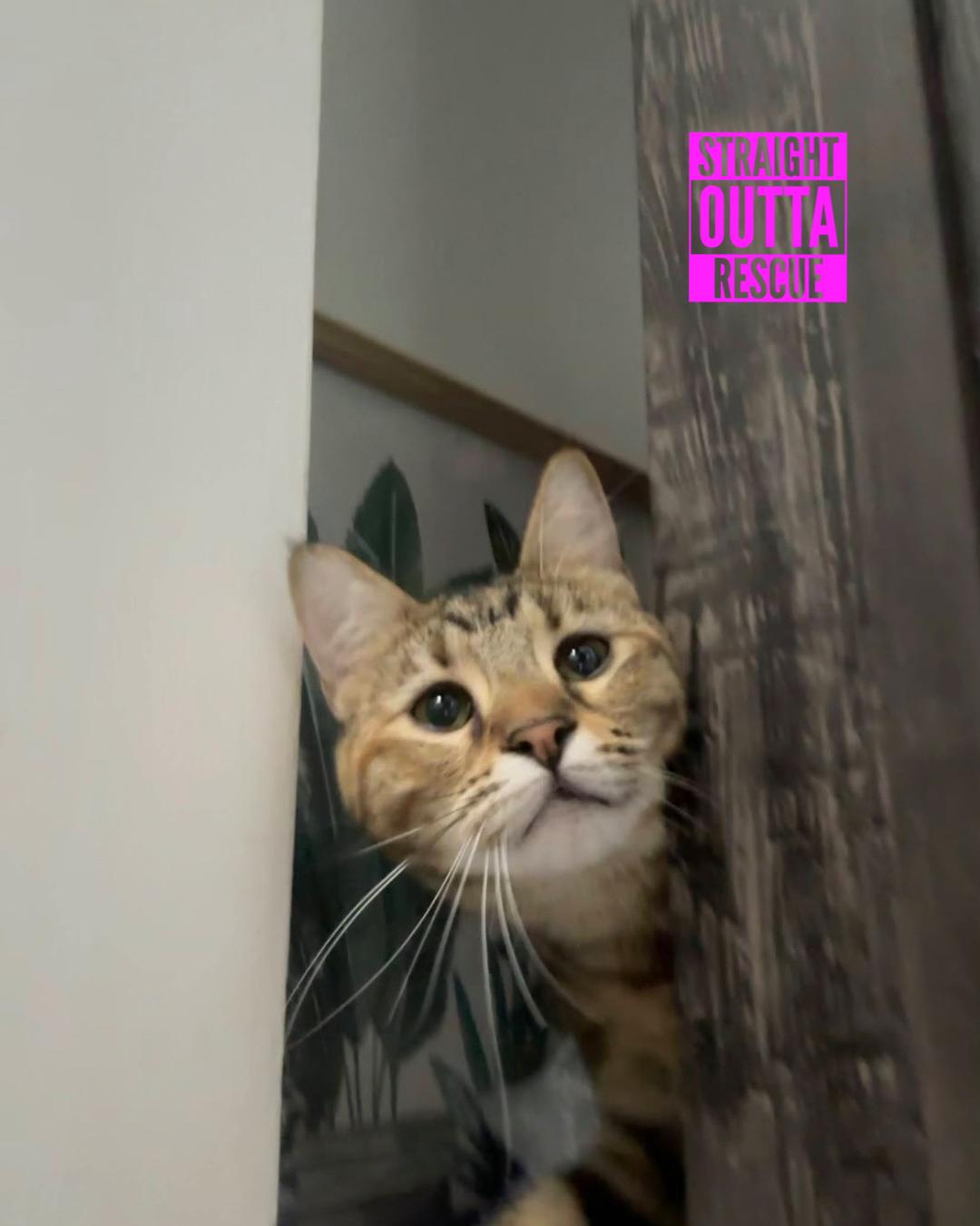 Minnow - New Bio and Photos*, Adoptable, Young Female Tabby.