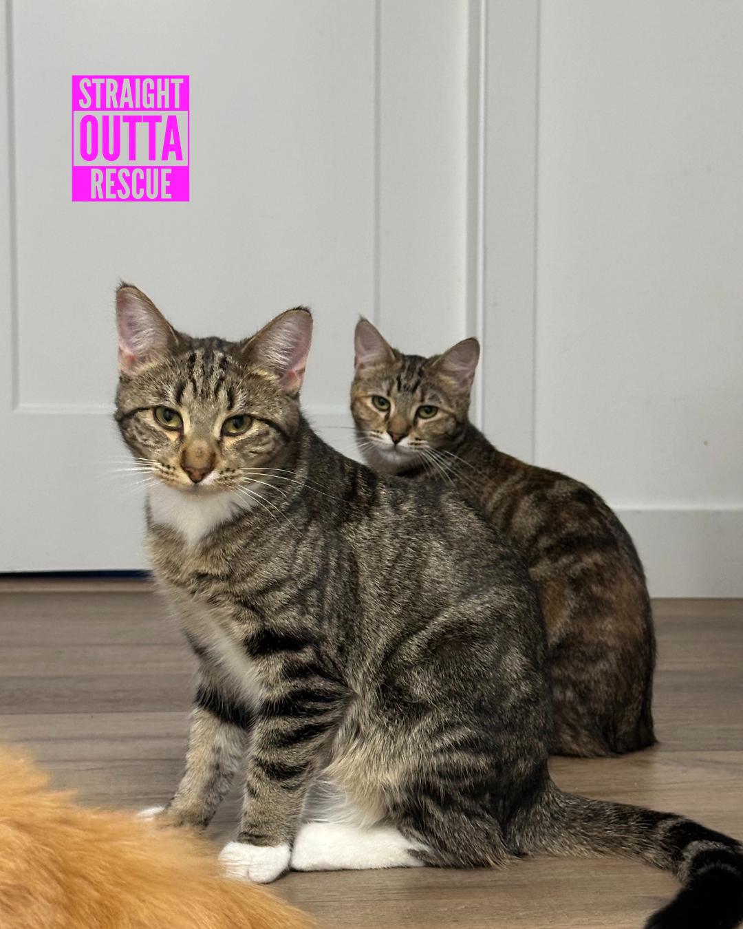 Minnow - New Bio and Photos*, an adoptable Tabby in Vancouver, BC, V6K 1P8 | Photo Image 3