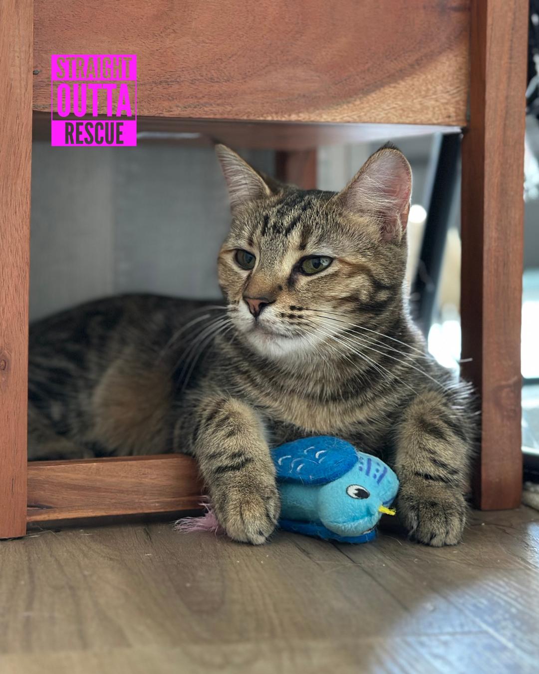 Minnow - New Bio and Photos*, an adoptable Tabby in Vancouver, BC, V6K 1P8 | Photo Image 5