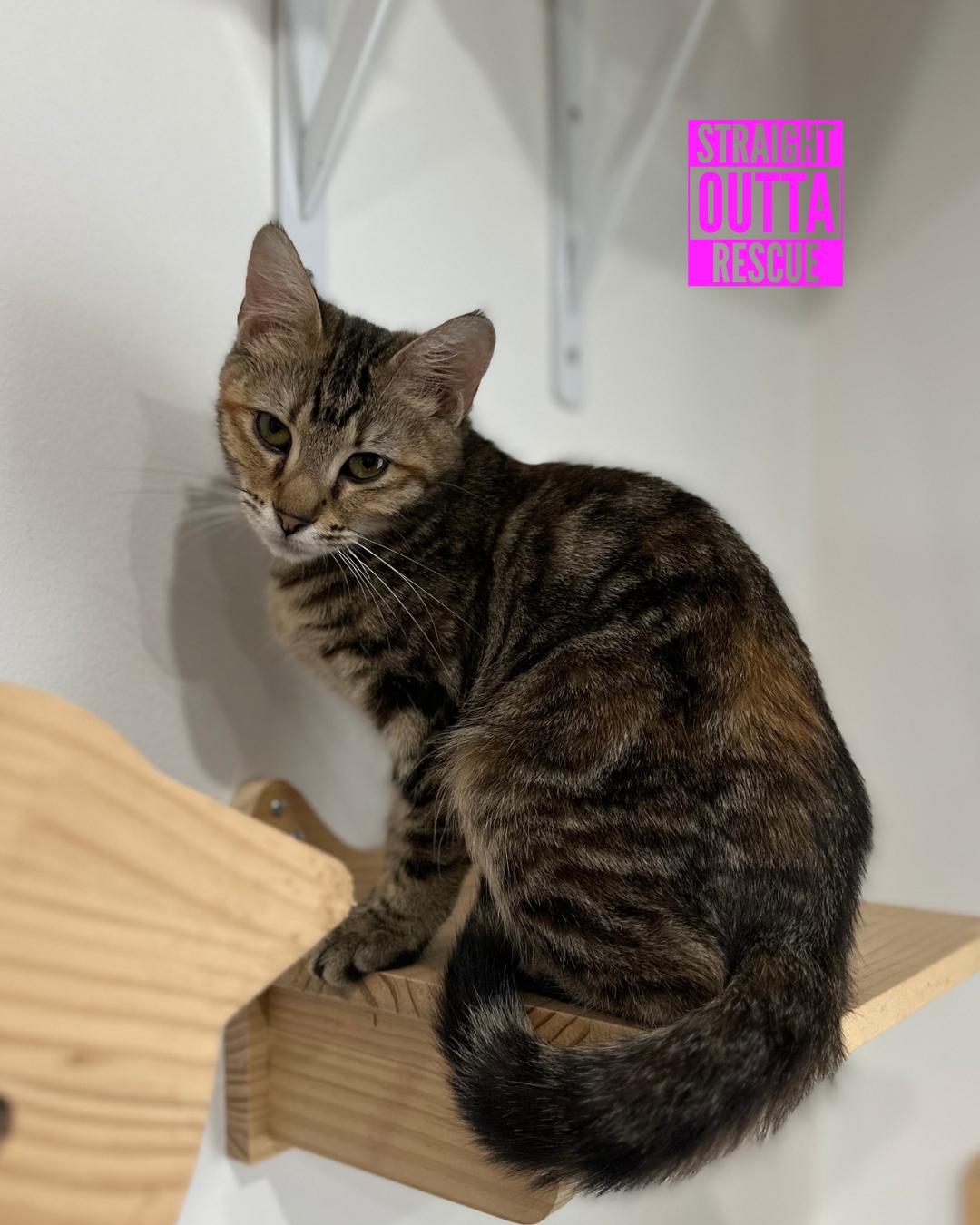 Minnow - New Bio and Photos*, an adoptable Tabby in Vancouver, BC, V6K 1P8 | Photo Image 3