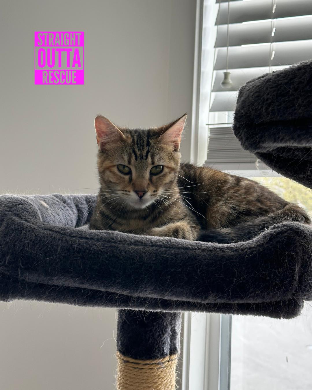 Minnow - New Bio and Photos*, a Adoptable Tabby in Vancouver, BC image 6/6