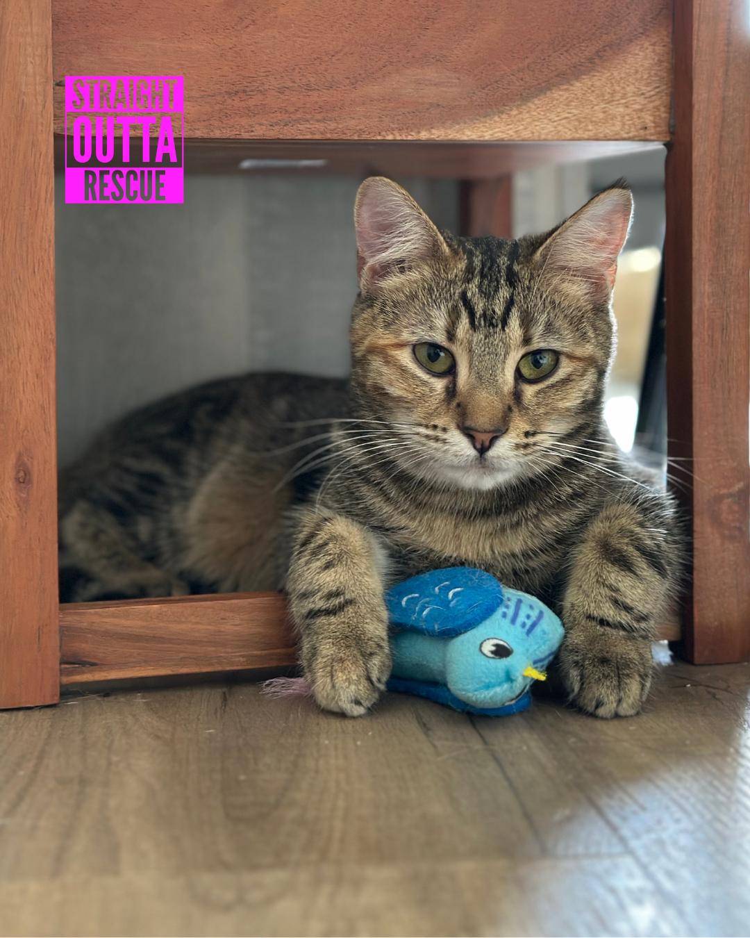 Minnow - New Bio and Photos*, a Adoptable Tabby in Vancouver, BC image 3/6