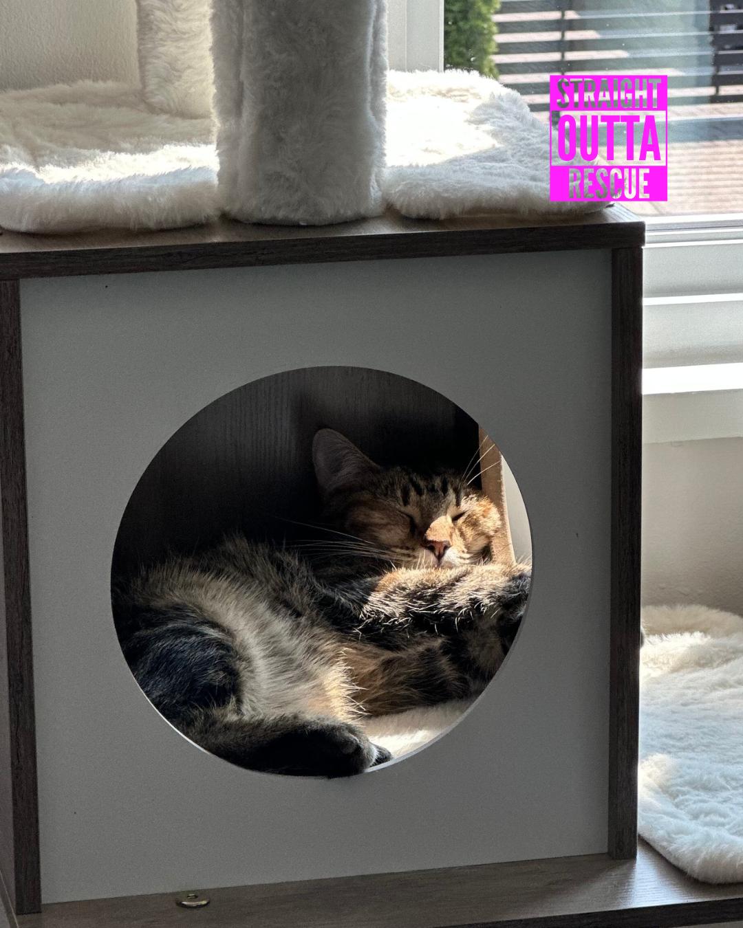 Minnow - New Bio and Photos*, an adoptable Tabby in Vancouver, BC, V6K 1P8 | Photo Image 2