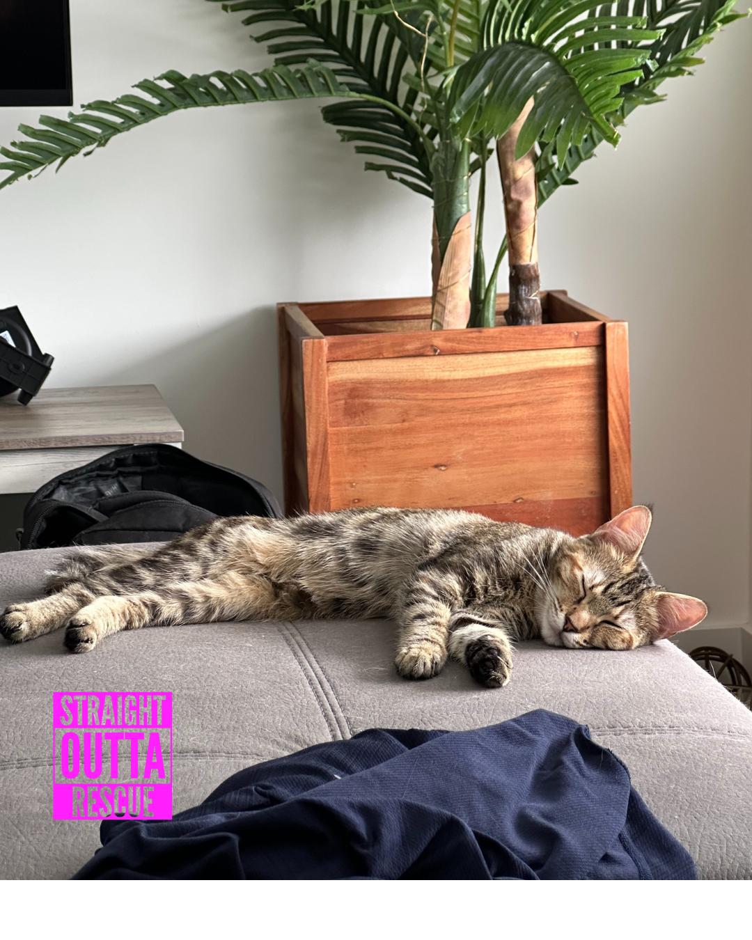 Minnow - New Bio and Photos*, an adoptable Tabby in Vancouver, BC, V6K 1P8 | Photo Image 1