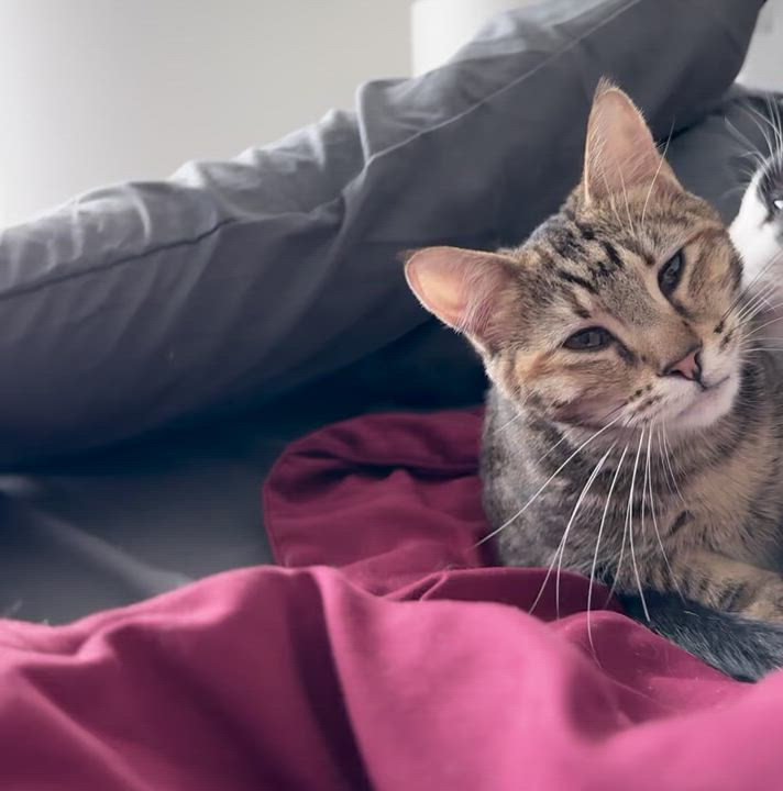 Enlarge Minnow - New Bio and Photos*, a Adoptable Tabby in Vancouver, BC video 5/6