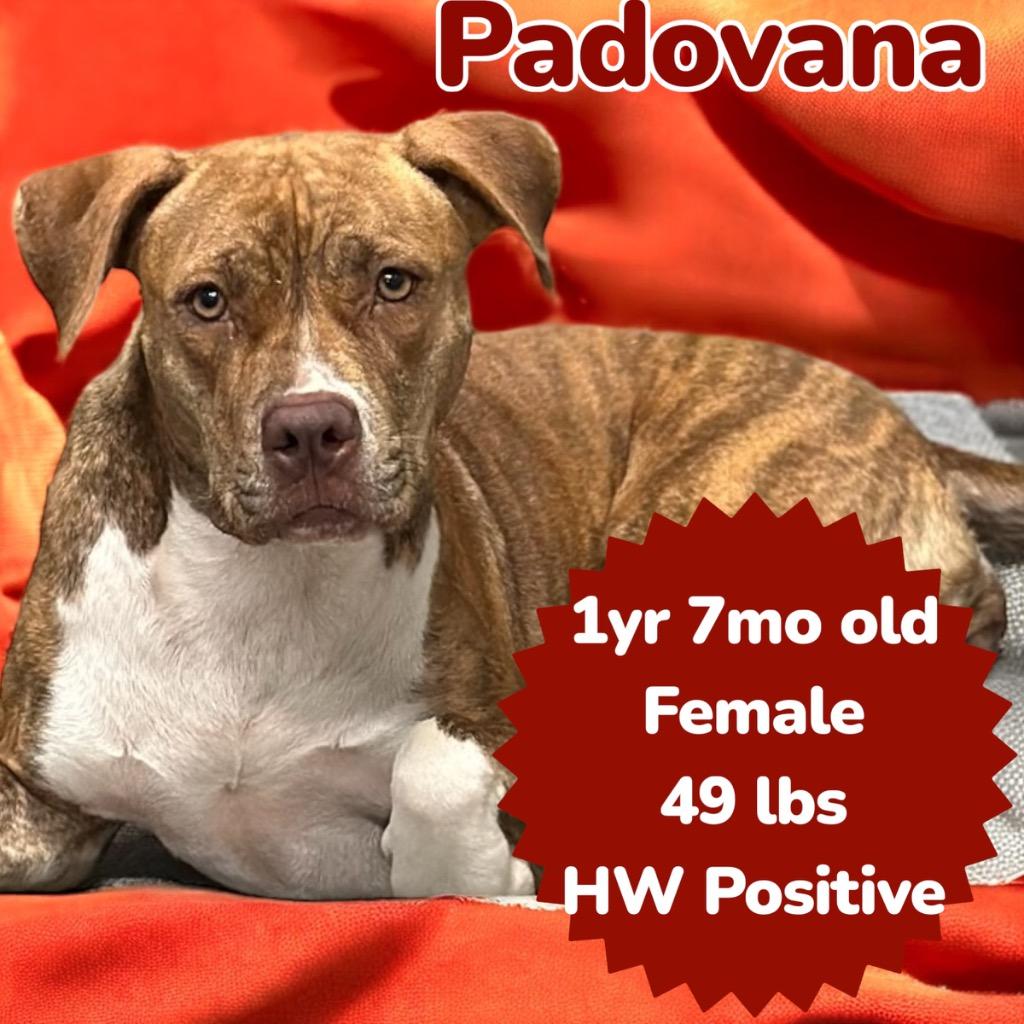 Enlarge Padovana, a Adoptable Pit Bull Terrier in Sorrento, LA image 1/4