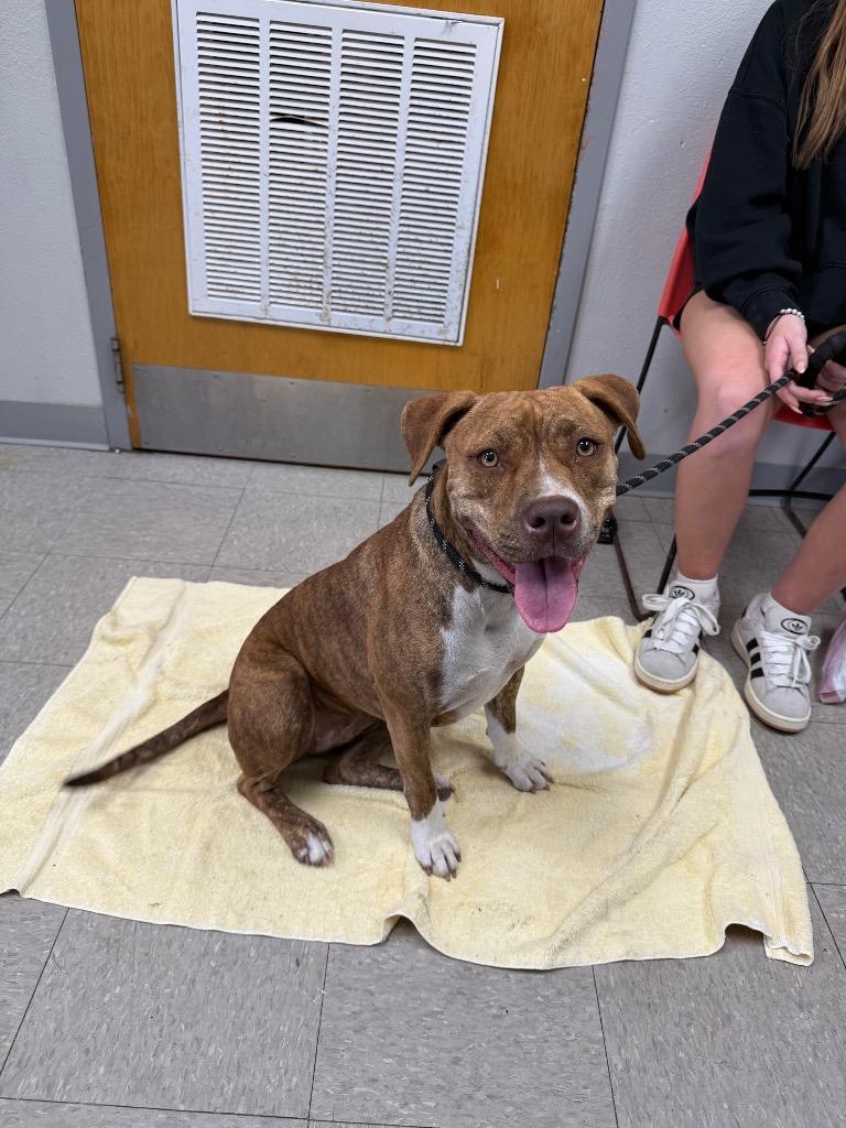 Enlarge Padovana, a Adoptable Pit Bull Terrier in Sorrento, LA image 2/4