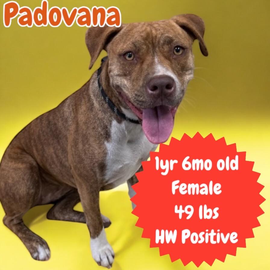 Enlarge Padovana, a Adoptable Pit Bull Terrier in Sorrento, LA image 3/4