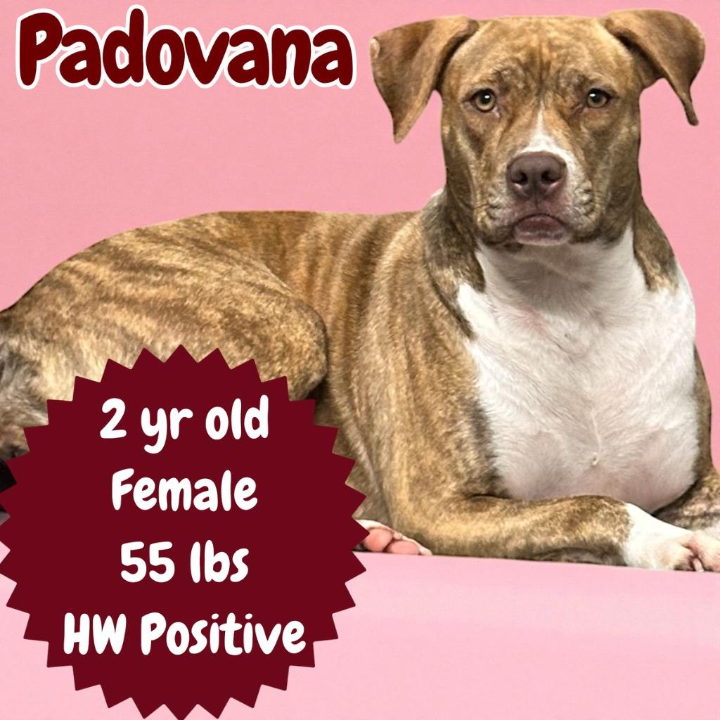 Enlarge Padovana, a Adoptable Pit Bull Terrier in Sorrento, LA image 4/4