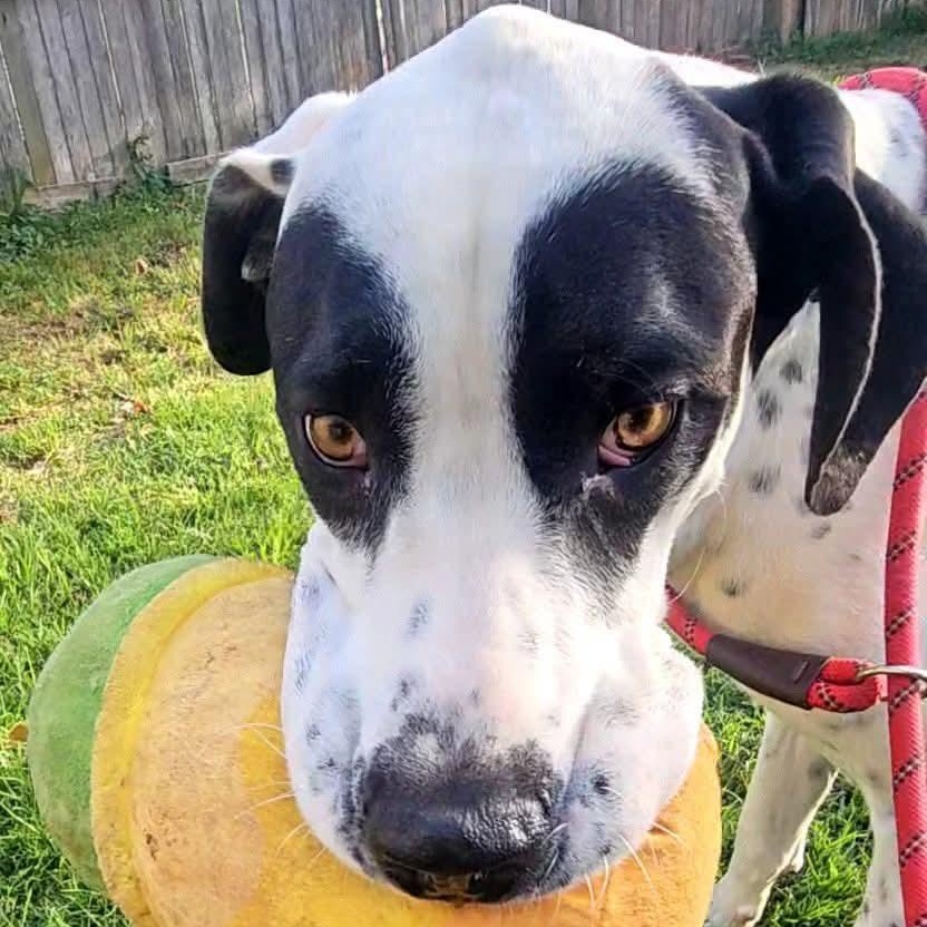 Domino, an adoptable Great Dane in Shinnston, WV image 5/5