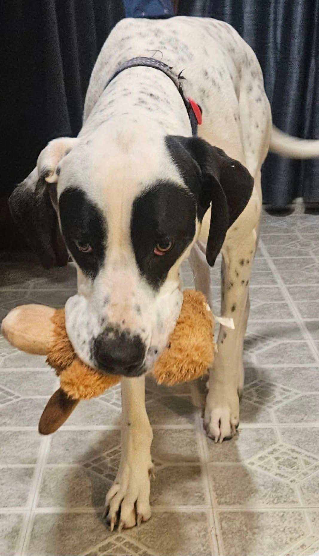 Domino, an adoptable Great Dane in Shinnston, WV image 4/5