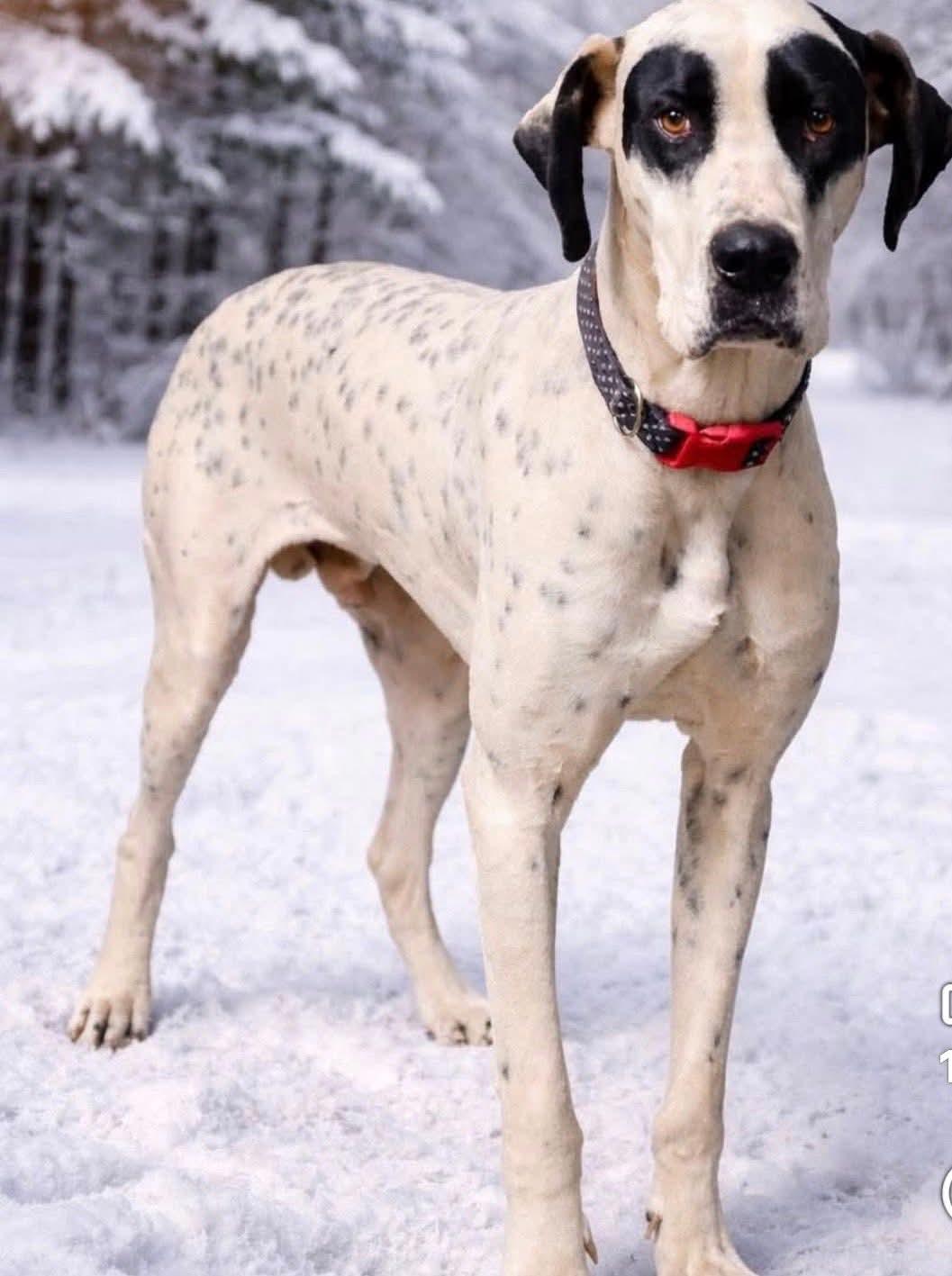 Domino, an adoptable Great Dane in Shinnston, WV image 3/5
