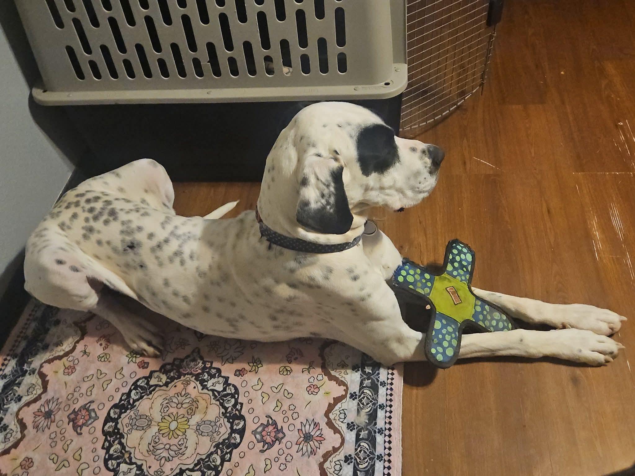 Domino, an adoptable Great Dane in Shinnston, WV image 2/5