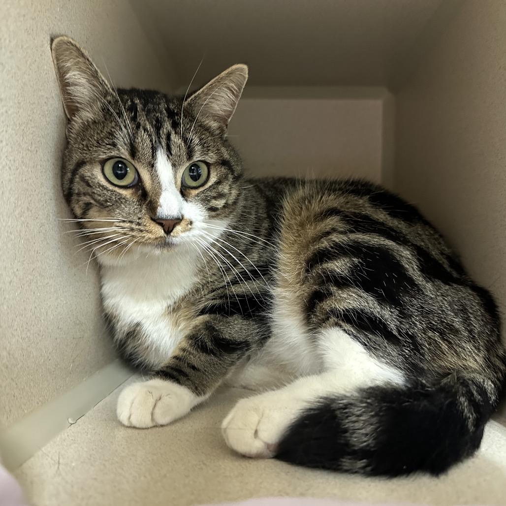 Lightning, Adoptable, Adult Female Domestic Long Hair.