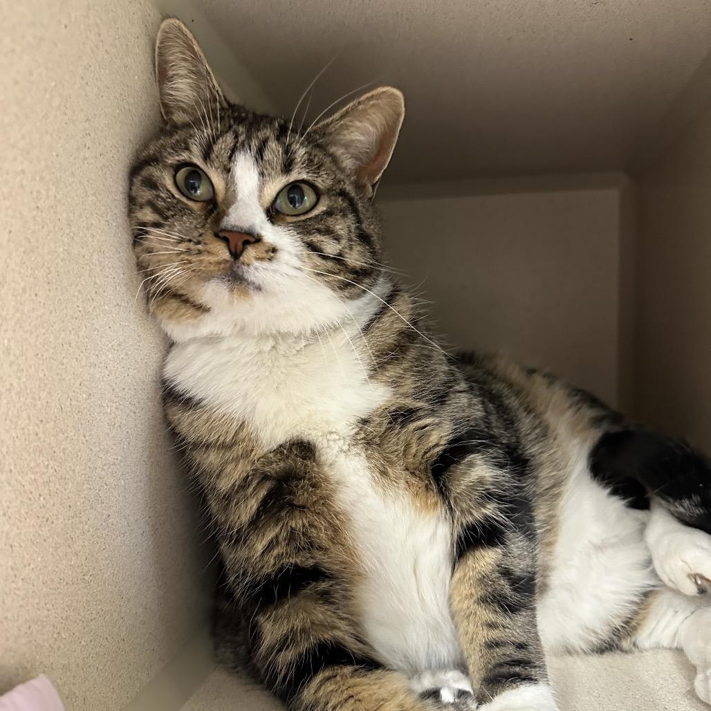 Lightning, a Adoptable mixed breed in Durango, CO image 1/4