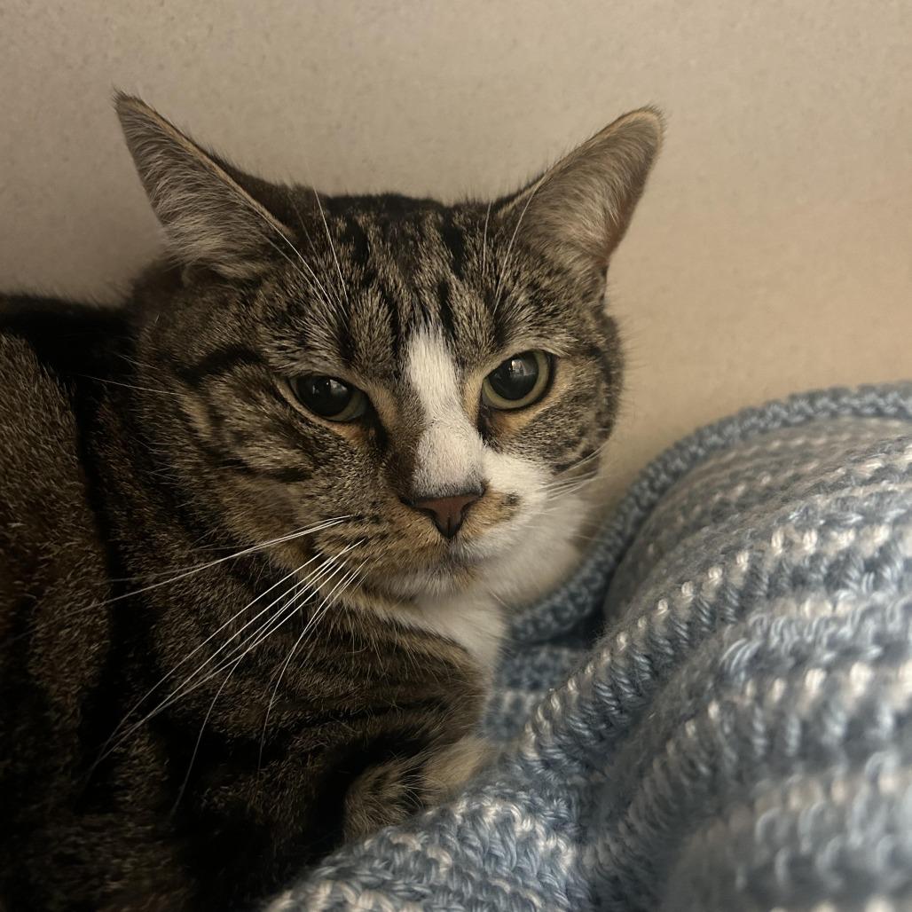 Lightning, a Adoptable mixed breed in Durango, CO image 2/4