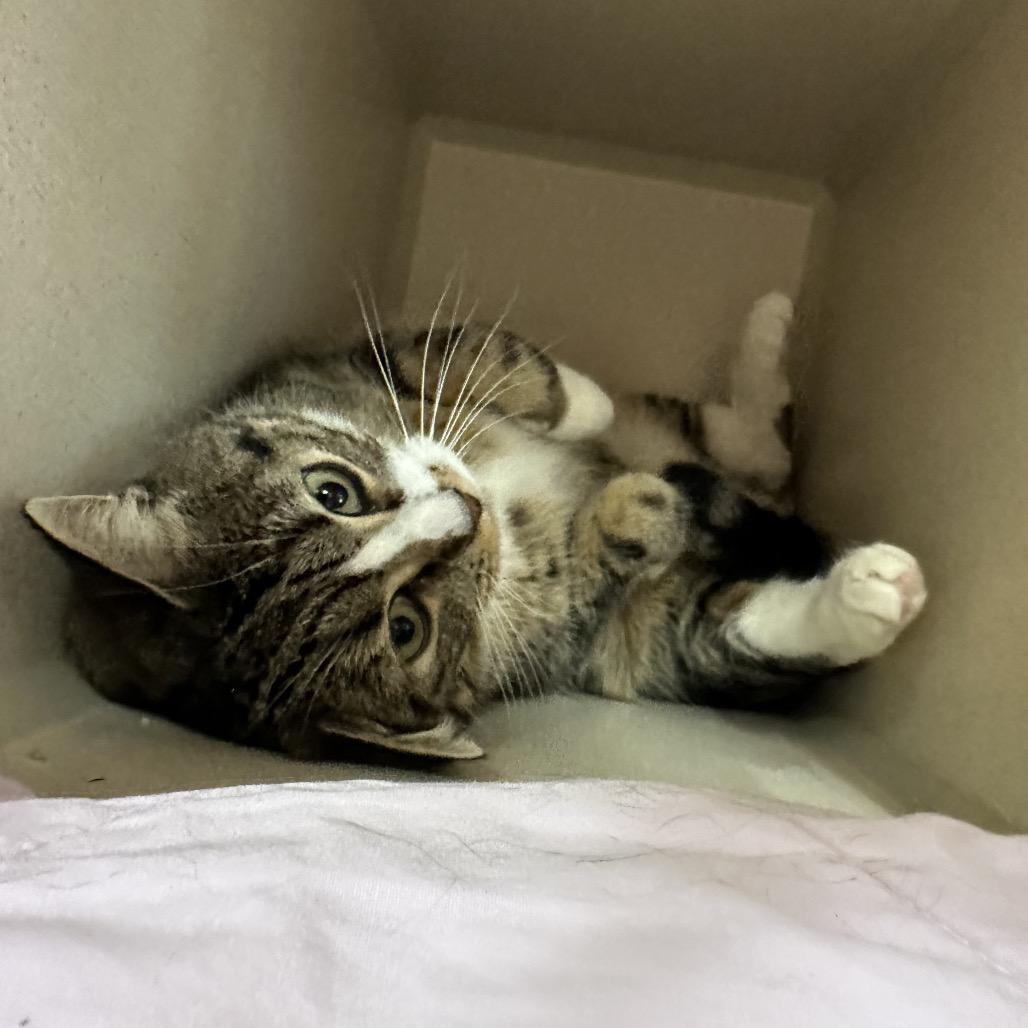 Lightning, a Adoptable mixed breed in Durango, CO image 4/4