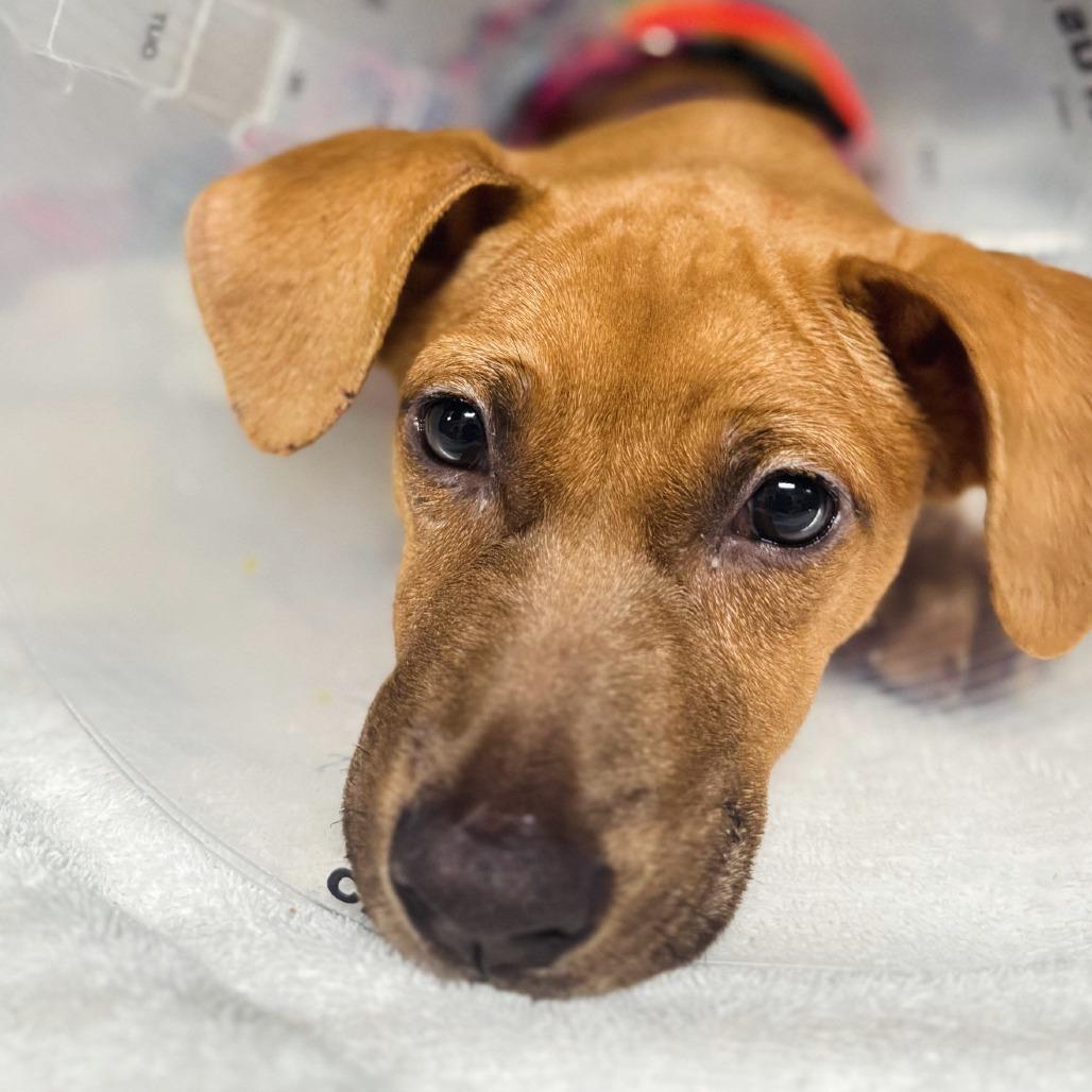 Enlarge Isla (PKA Paola), a Adoptable Black Mouth Cur in Wahiawa, HI image 1/2
