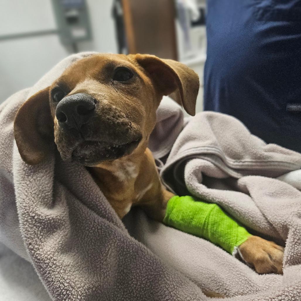 Enlarge Isla (PKA Paola), a Adoptable Black Mouth Cur in Wahiawa, HI image 2/2