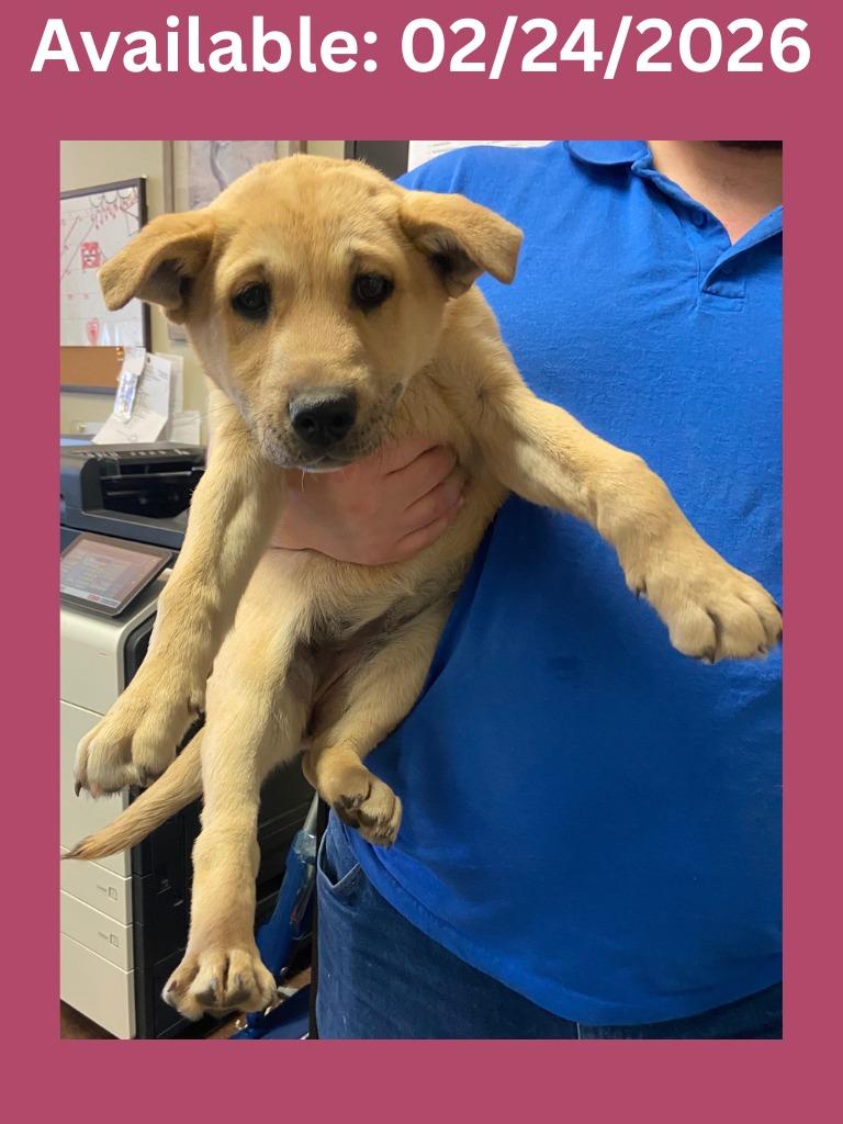 Dog Kennel #26, Adoptable, Puppy Female Labrador Retriever & Mixed Breed.