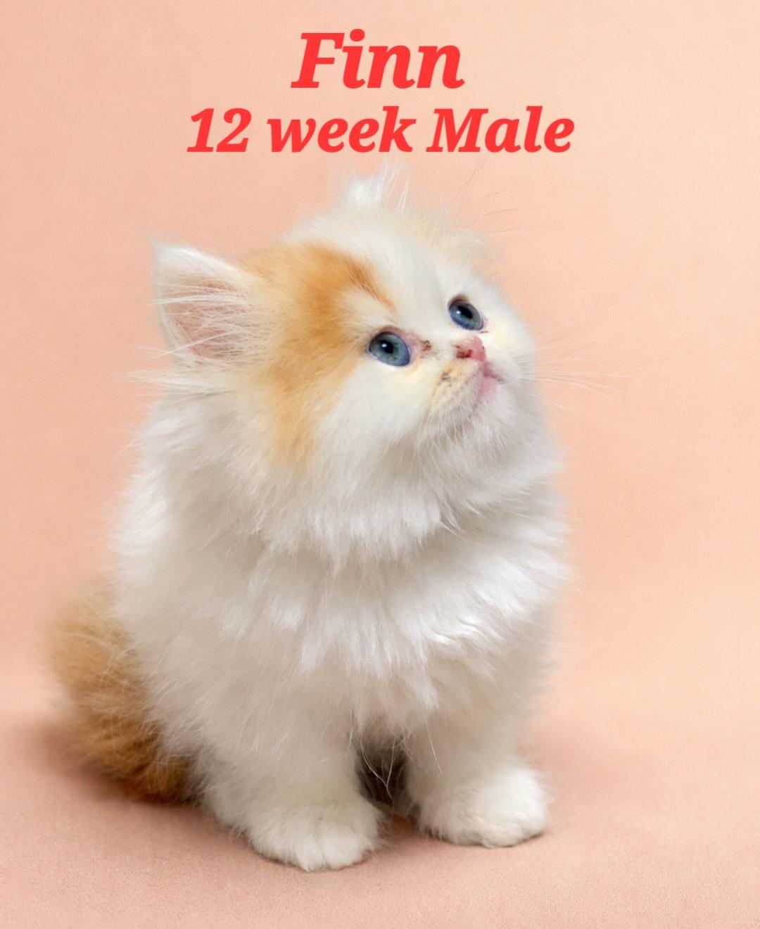 Enlarge Finn, a Adopted Persian in Snow Hill, MD image 1/1