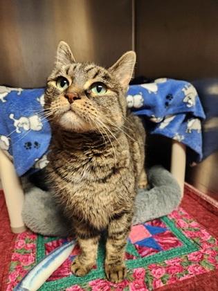 Pepper, ADOPTABLE, Young Female Domestic Short Hair.