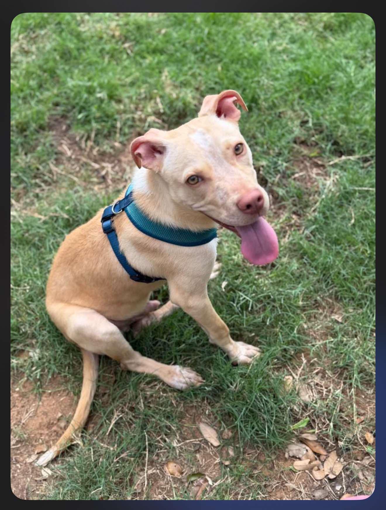Pablo, Young Male Cattle Dog