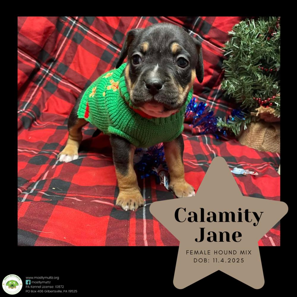 Calamity Jane thumbnail 2