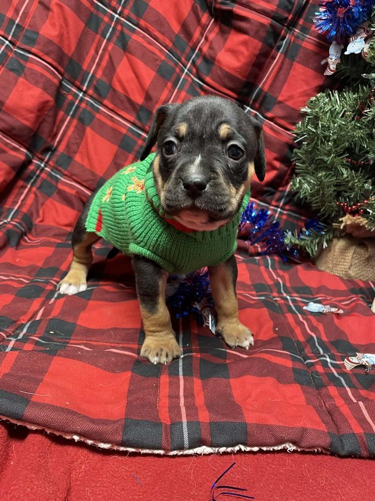 Calamity Jane thumbnail 3