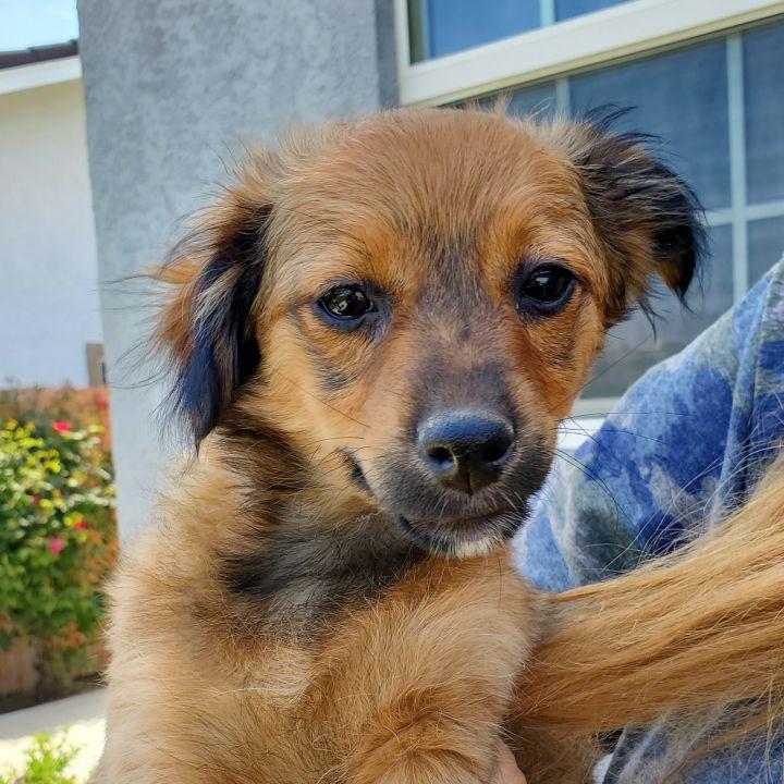 Basil, Adopted, Adult Male Chihuahua.