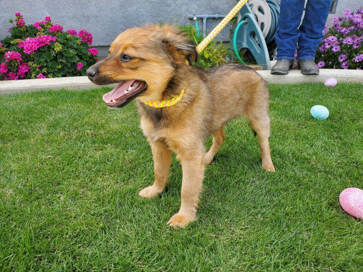 Enlarge Basil, a Adopted mixed breed in Bakersfield, CA image 2/4