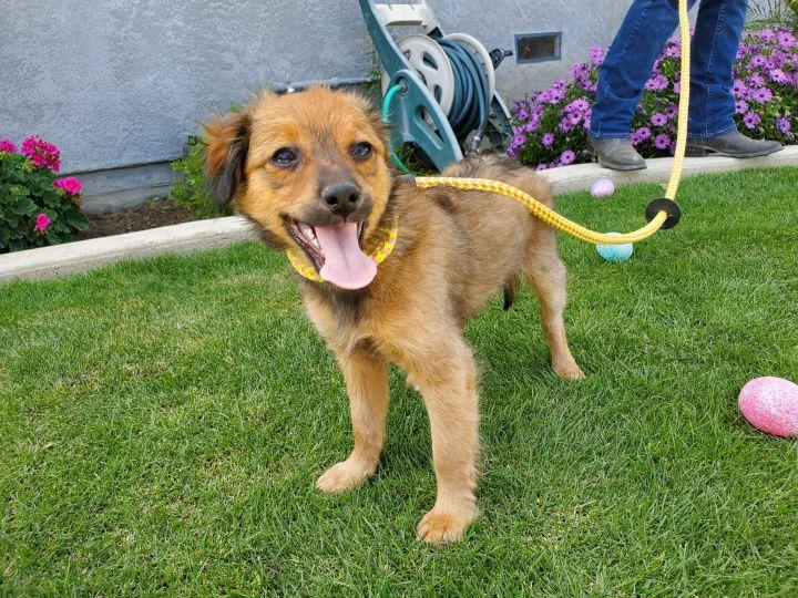 Enlarge Basil, a Adopted mixed breed in Bakersfield, CA image 4/4
