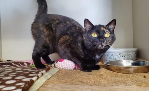 Henna, adopted, Young Female Domestic Short Hair.