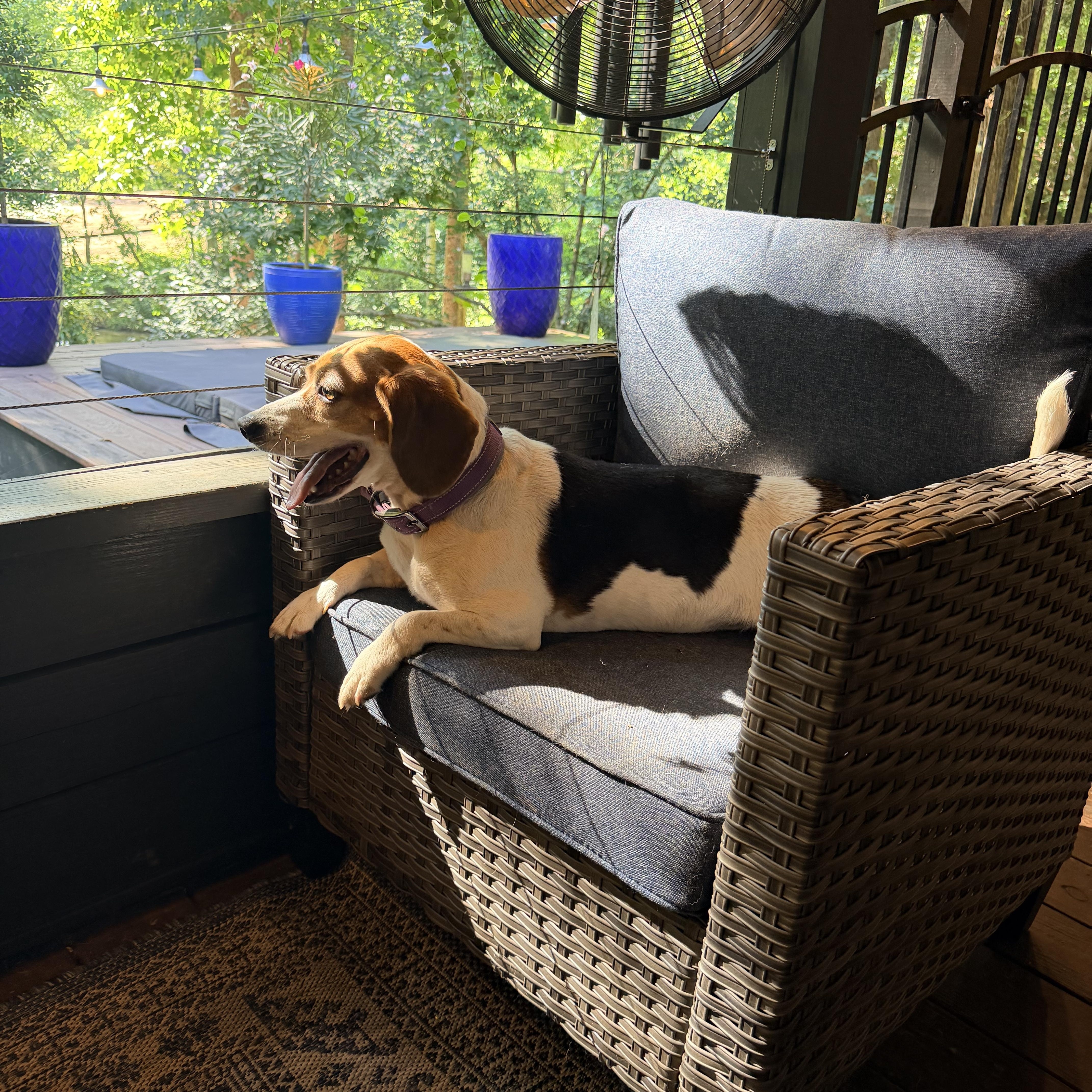 Lucy, ADOPTABLE, Adult Female Beagle.