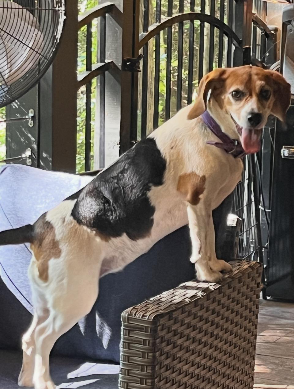 Enlarge Lucy, a ADOPTABLE Beagle in Rutherfordton, NC image 2/4
