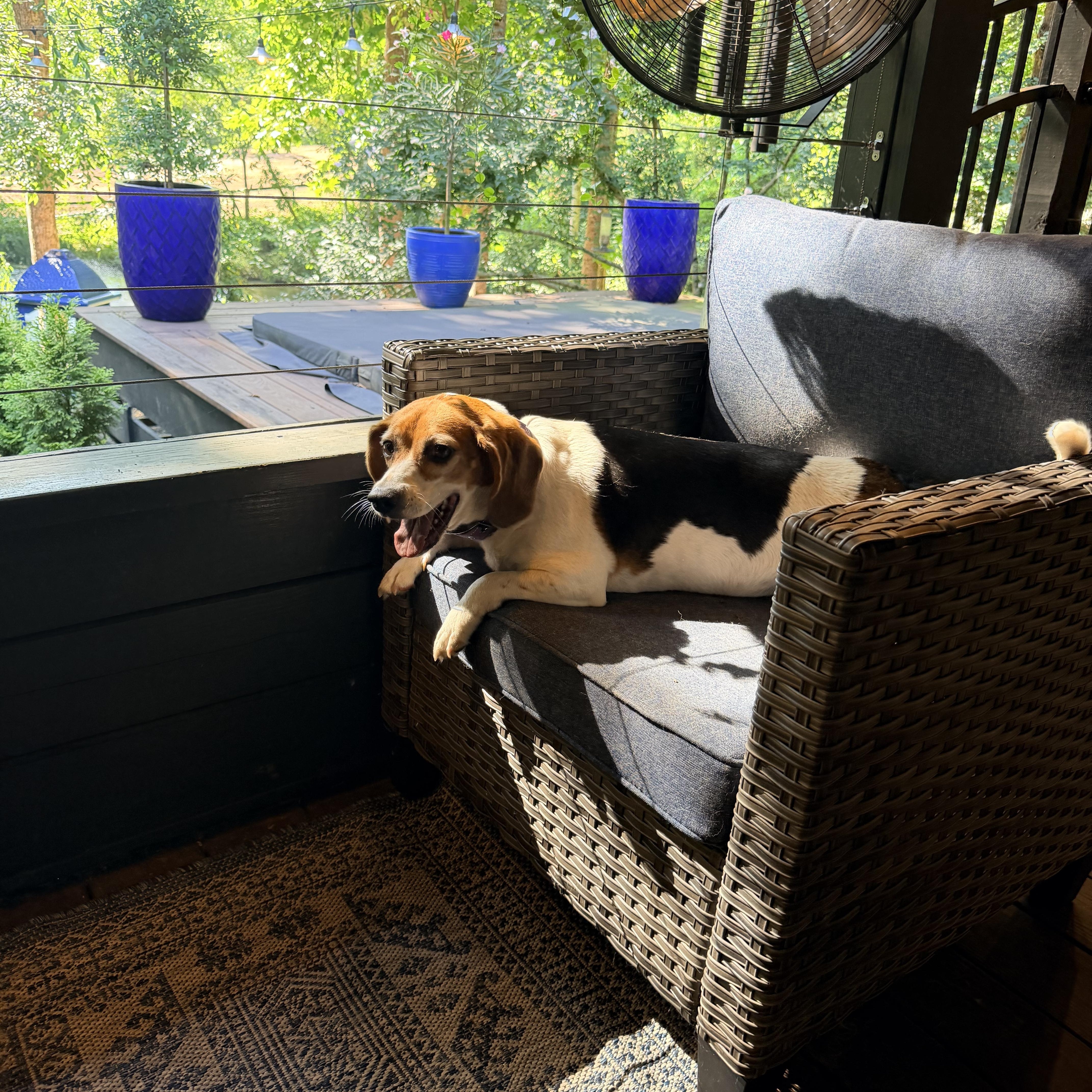 Enlarge Lucy, a ADOPTABLE Beagle in Rutherfordton, NC image 3/4