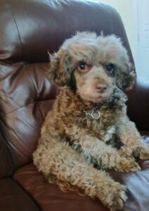 Priya, ADOPTABLE, Adult Female Aussiedoodle.