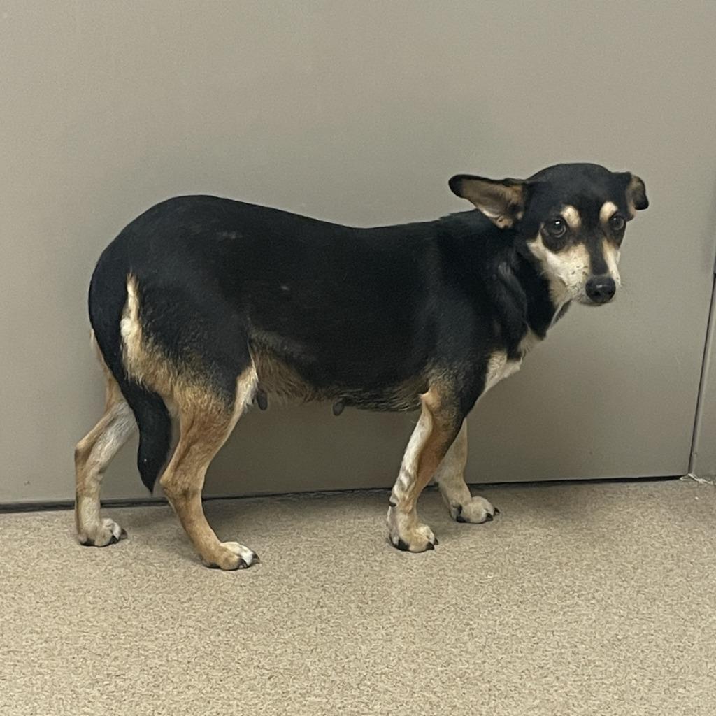 Enlarge Daisy, a Adoptable mixed breed in Brenham, TX image 6/6