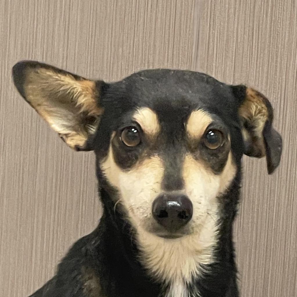 Daisy, Adoptable, Adult Female Chihuahua & Dachshund.