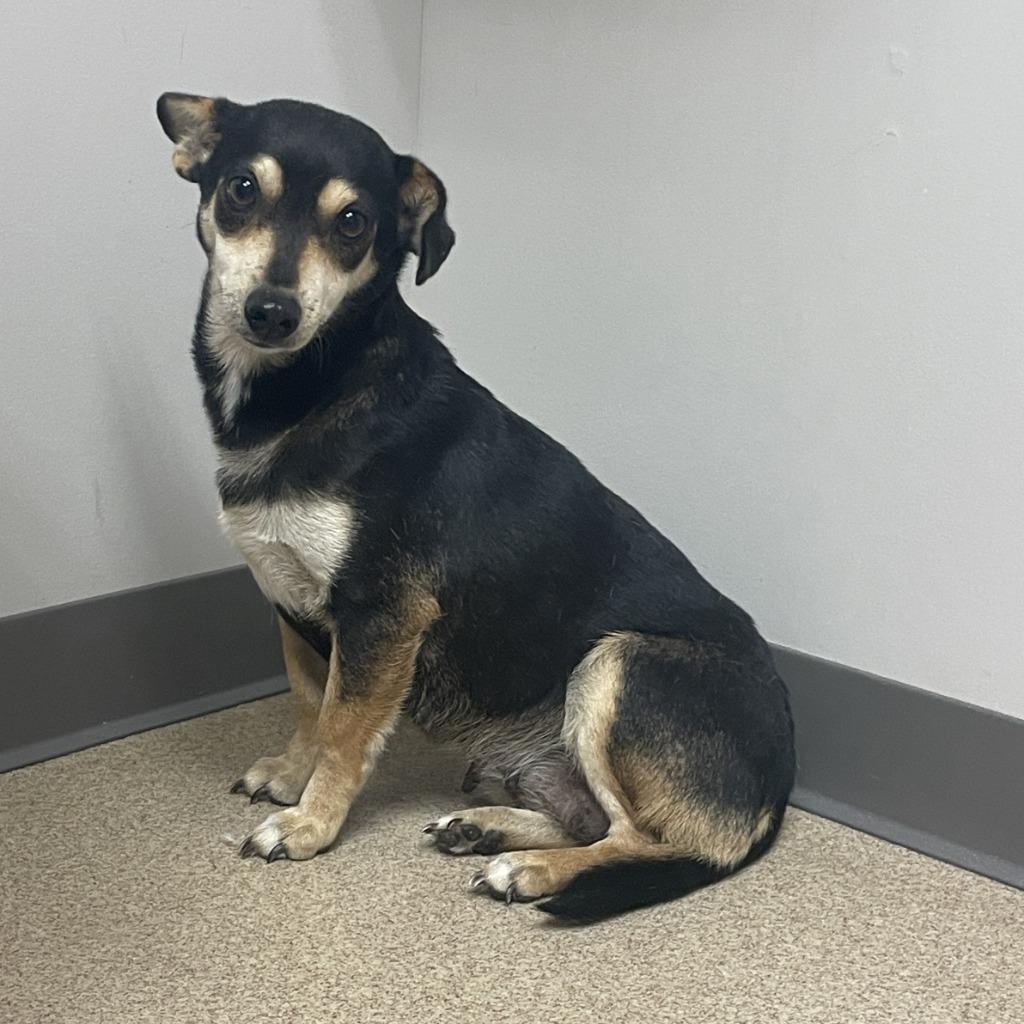 Enlarge Daisy, a Adoptable mixed breed in Brenham, TX image 2/6