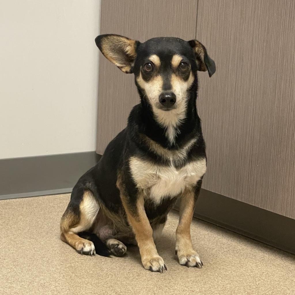 Enlarge Daisy, a Adoptable mixed breed in Brenham, TX image 3/6