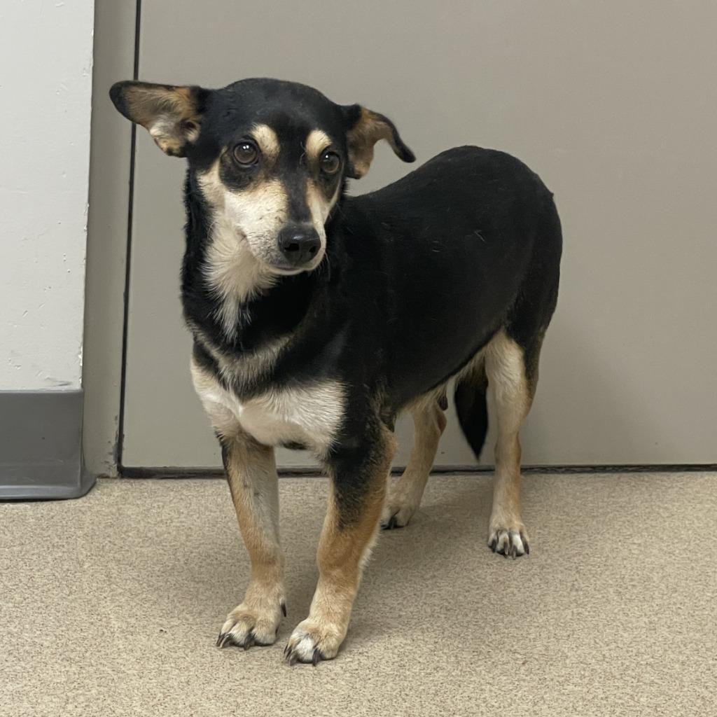 Enlarge Daisy, a Adoptable mixed breed in Brenham, TX image 4/6