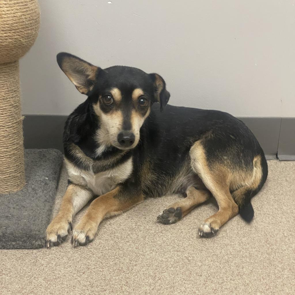 Enlarge Daisy, a Adoptable mixed breed in Brenham, TX image 5/6