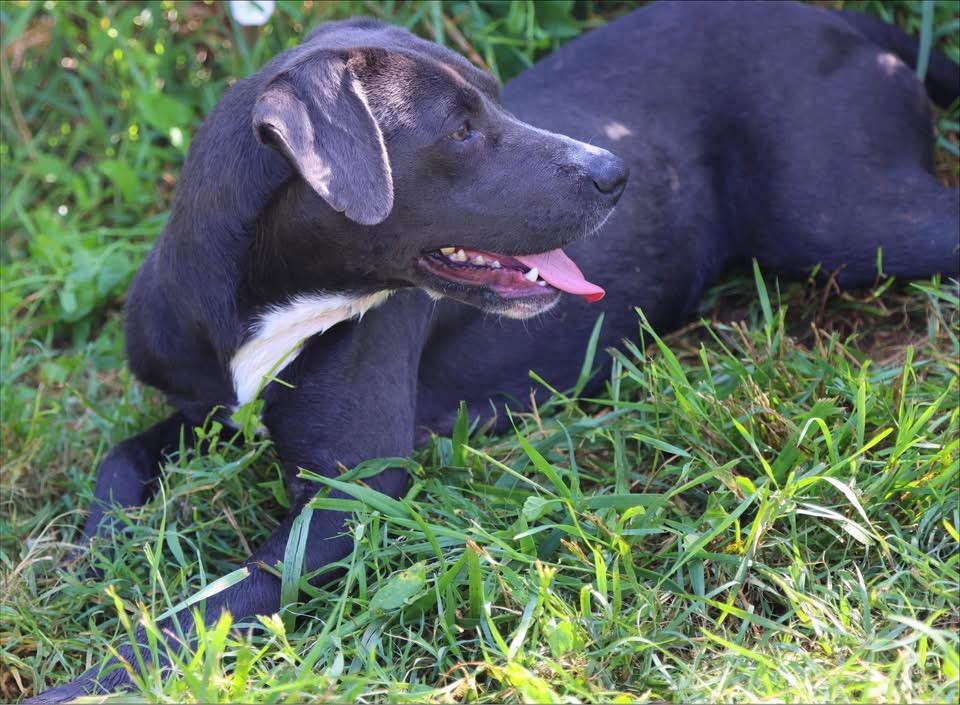 Smoke, ADOPTABLE, Adult Female Labrador Retriever.