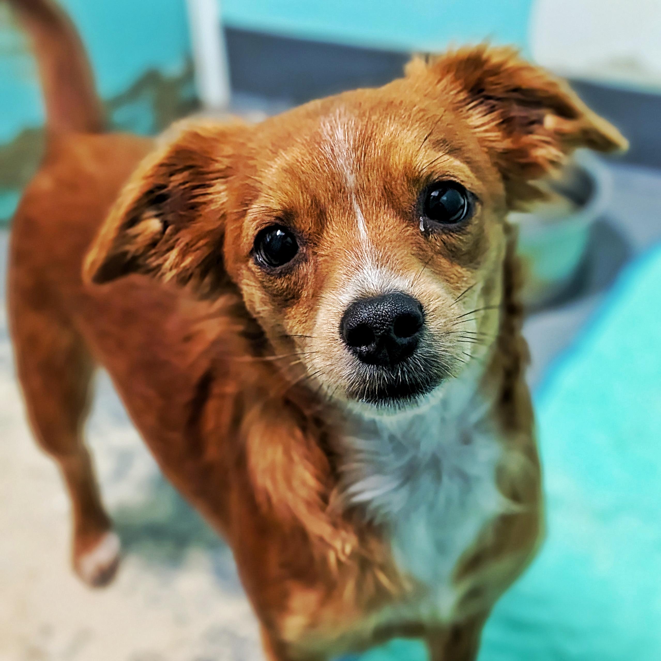 Nibbles & Hope, an adopted Chihuahua in Eustis, FL image 2/3