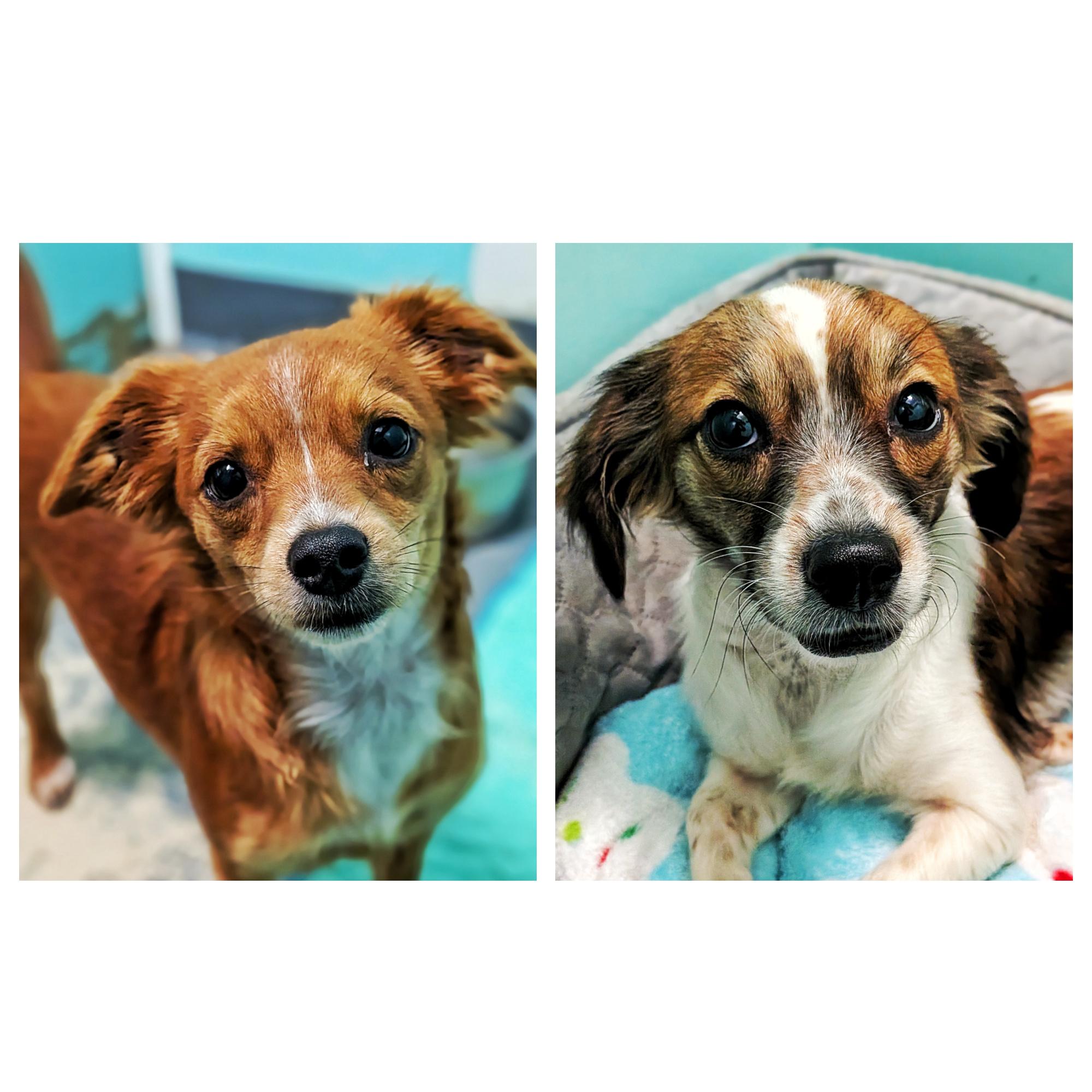 Nibbles & Hope, an adopted Chihuahua in Eustis, FL image 1/3