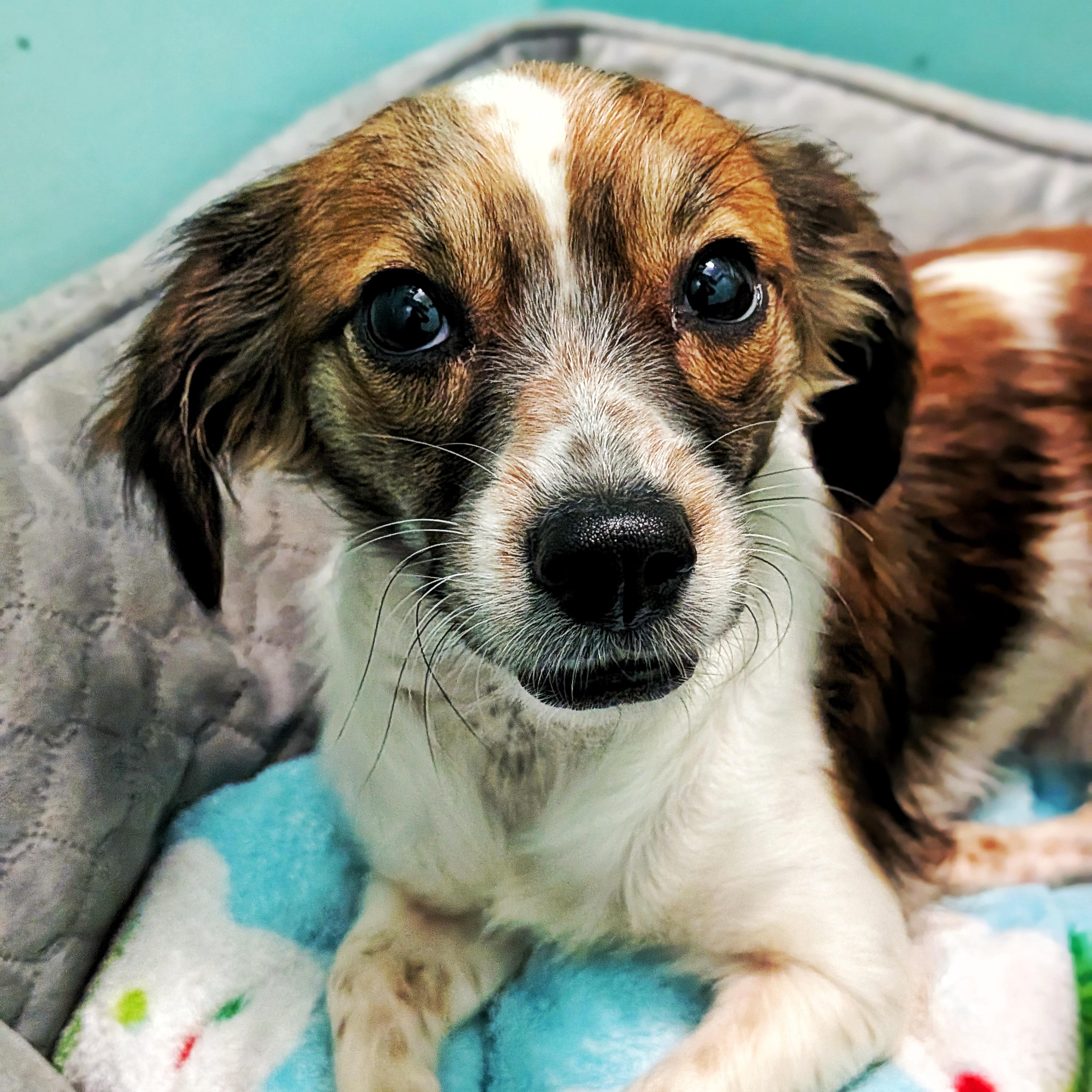 Nibbles & Hope, an adopted Chihuahua in Eustis, FL image 3/3