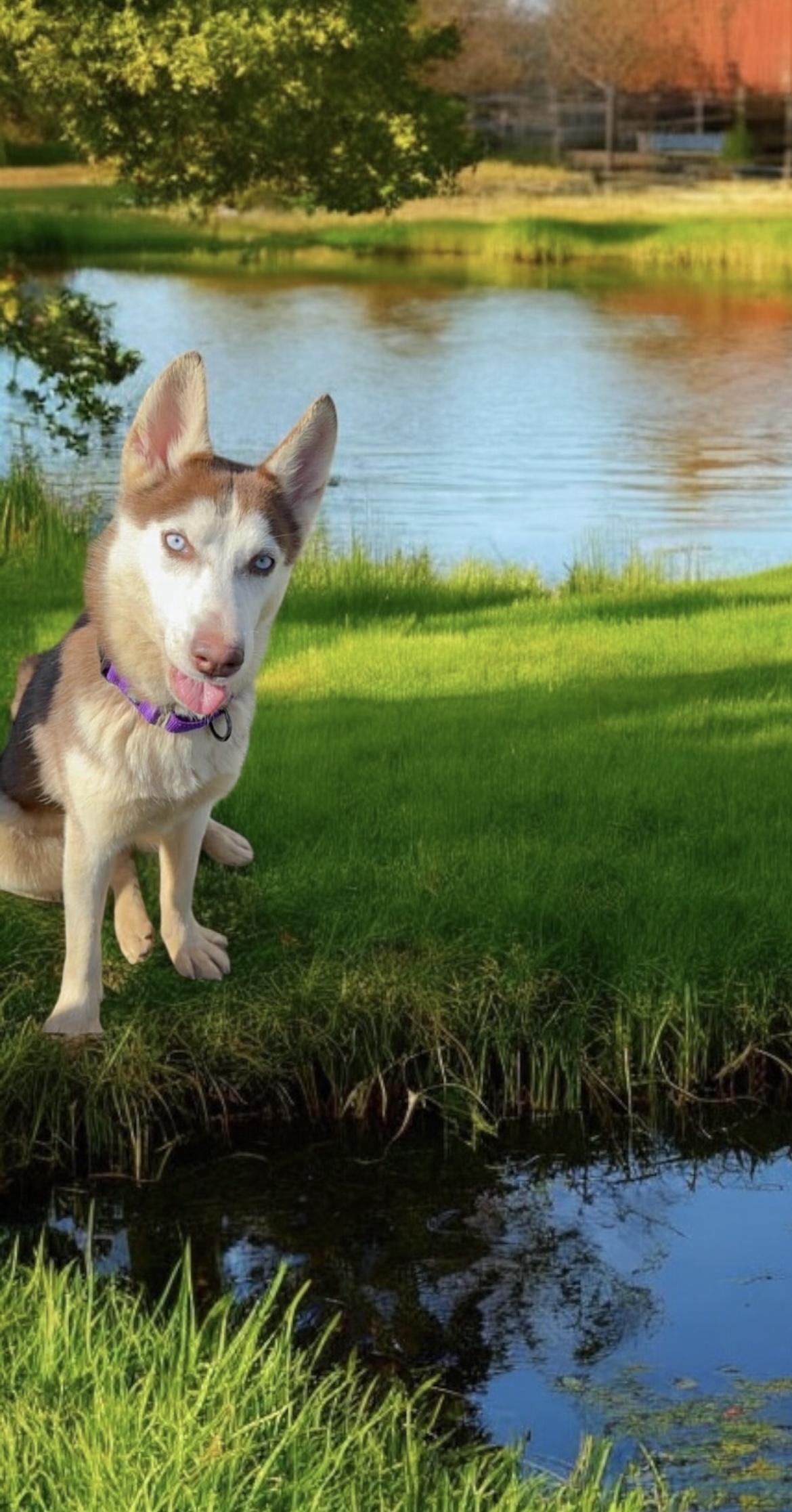 KAHLUA, a Adoptable mixed breed image 2/2