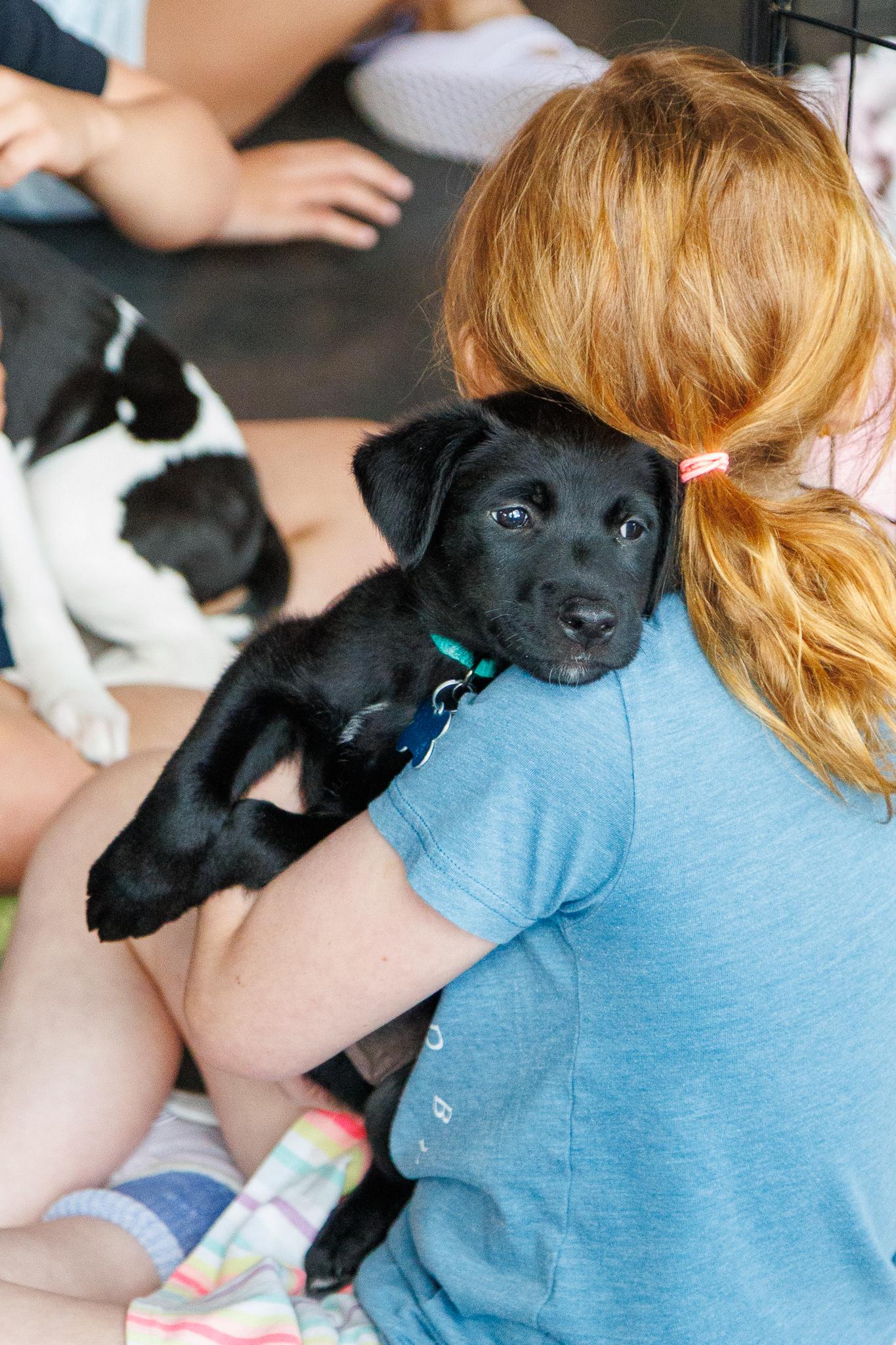 Haven, a Adoptable mixed breed in Minneapolis, MN image 3/6